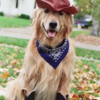 Dogs Always Welcome